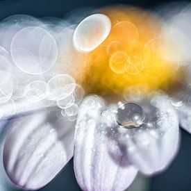 Waterdruppel op een bloem van Bert Nijholt