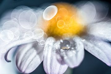 Waterdruppel op een bloem