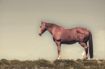 Nobility van Bert Seinstra