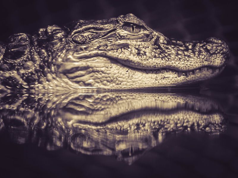 Alligator in rust. von Reversepixel Photography