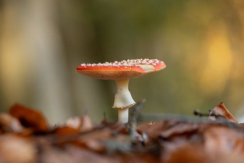 Vliegenzwam, inperfect.