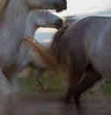 De dynamiek van een kudde paarden in galop von Suzan Baars Miniaturansicht