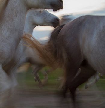 De dynamiek van een kudde paarden in galop sur Suzan Baars