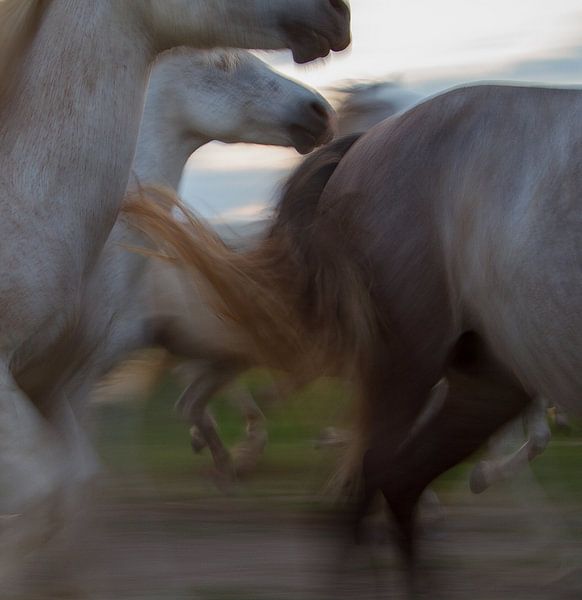 De dynamiek van een kudde paarden in galop par Suzan Baars
