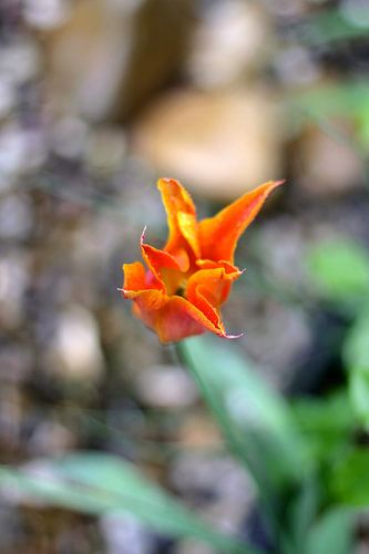 Jardin (V)
