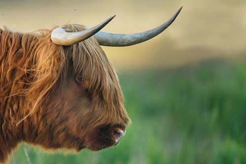 Highlander écossais