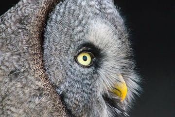 Close-up lapland owl by Petra Vastenburg