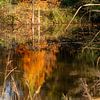 L'automne se reflète dans l'étang sur Helga Blanke