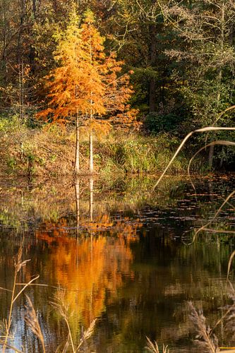 De herfst weerspiegeld in het vennetje van Helga Blanke