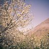 Blossom in the mountains by Sander van Leeuwen