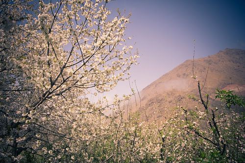 Fleurir dans les montagnes sur Sander van Leeuwen