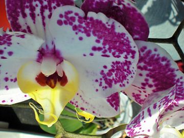 Paars-witte orchidee van Pictures Of Nature
