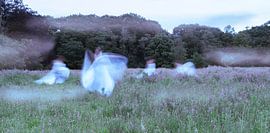 White wolves | Portrait in nature by Marleen Schellekens