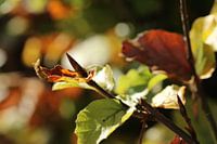 autumn leaves