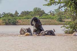 Elephants swimming in the Sable dam, kruger park, south africa by Marijke Arends-Meiring