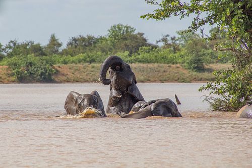 Olifanten zwemmen in het Sable dam, krugerpark, zuid afrika