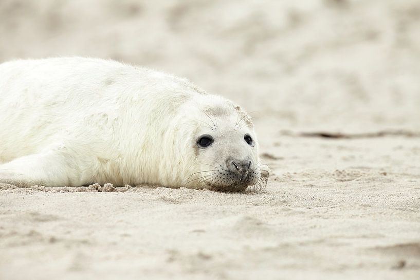 Seal by Ronald Kromkamp