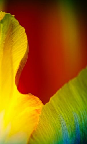 Tulipa 4