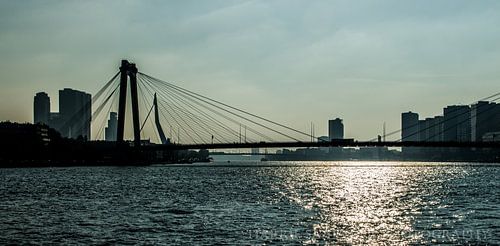 Rotterdam  bruggen