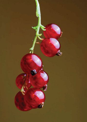 Rubinrote Johannisbeeren