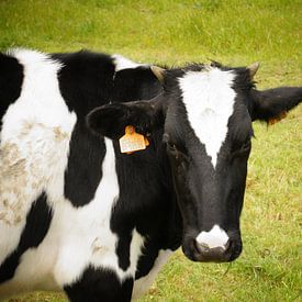 Vache  sur Pieter  Debie