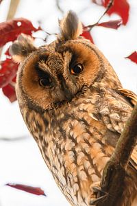 Waldohreule (Asio Otus) sitzt oben in einem Baum