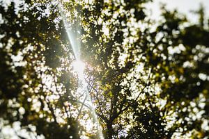 Le soleil brille à travers les arbres sur Jantina Mulder