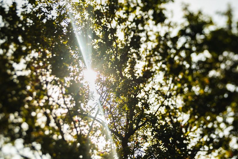 Le soleil brille à travers les arbres par Jantina Mulder