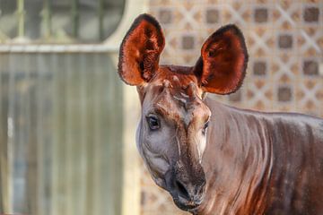 Okapi (Okapia johnstoni) sur victor truyts