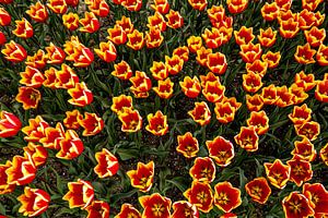 Champ de tulipes