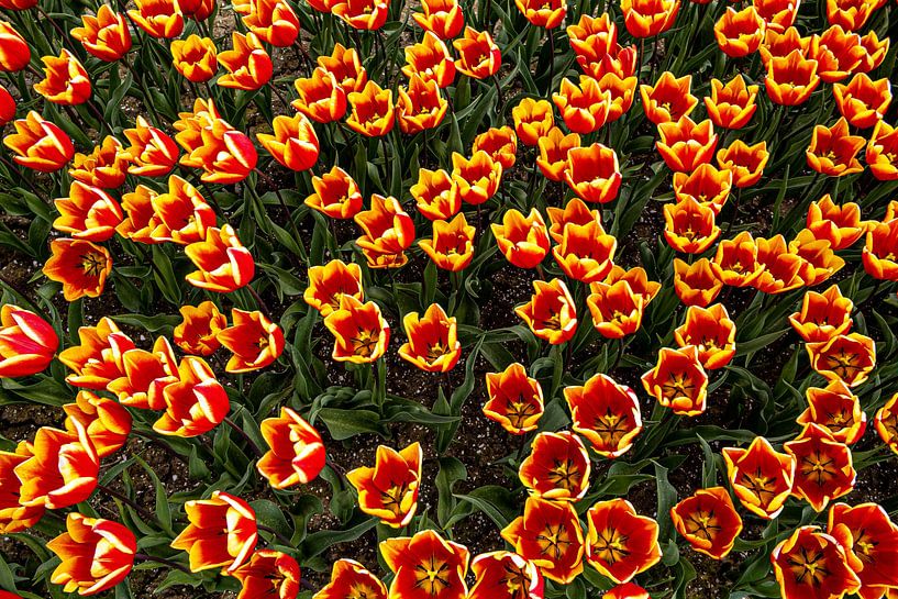 Field full of tulips by Lisette van Leeuwen