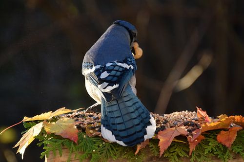 Een blauwe gaai in de herfst
