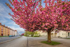 Cerisier d'ornement en fleurs à Chemnitz