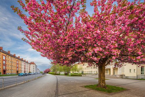 Cerisier d'ornement en fleurs à Chemnitz sur Daniela Beyer