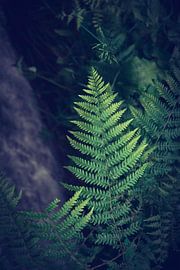 Farn von Karina Moersch