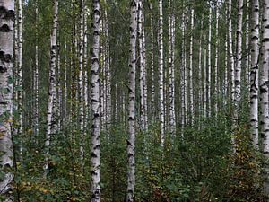 Birkenwald in Schweden