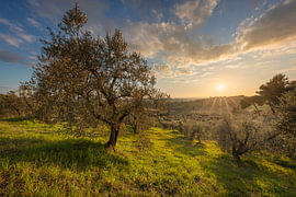 Un olivier au coucher du soleil à Casale Marittimo, en Toscane sur Stefano Orazzini