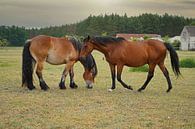 Trakehner Feldmeyer en Rijnlands Duitse Koudbloed Enzo van Babetts Bildergalerie thumbnail