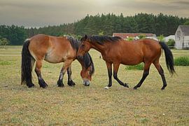 Trakehner Feldmeyer und Rheinisch Deutsches Kaltblut Enzo