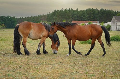 Trakehner Feldmeyer en Rijnlands Duitse Koudbloed Enzo