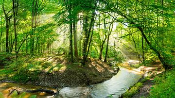 Forêt avec ruisseau au soleil sur Günter Albers