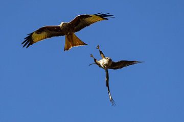 Buizerd valt rode wouw aan