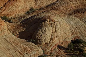 Yant Flat - Candy Cliffs - Cottonwood Forest Wilderness Utah USA van Frank Fichtmüller