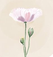 Watercolour light pink poppy