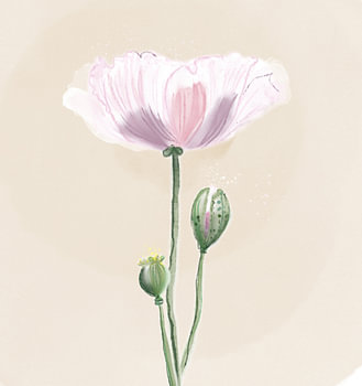 Aquarel licht roze klaproos