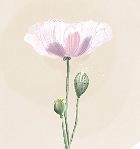 Aquarel licht roze klaproos