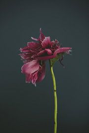 Peony by Carla Van Iersel
