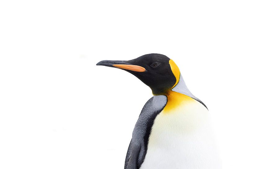 King penguin Salisbury Plain by Michèle Huge