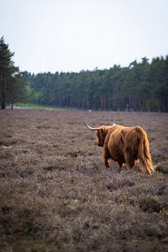 Schotse Hooglander, Wezepsche Heide van S van Wezep