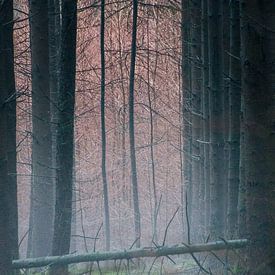 Mist in het bos van J Y